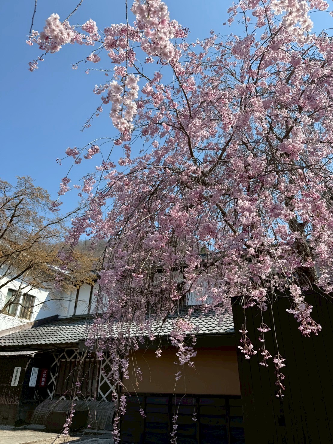 湯西川温泉の桜開花　本家伴久
