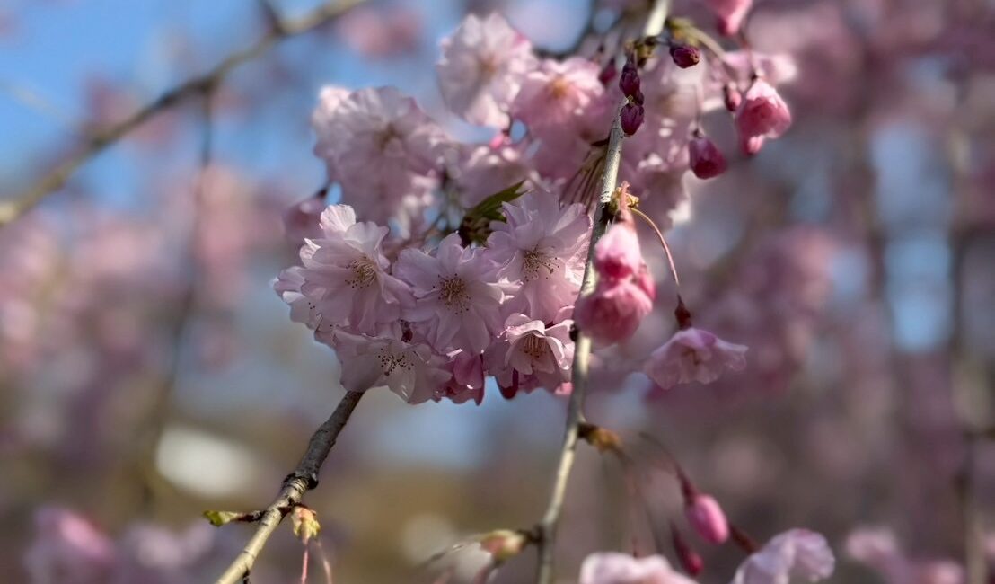 湯西川温泉　桜開花