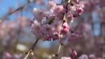 湯西川温泉　桜開花