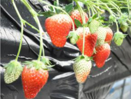 いちご摘み　鬼怒川温泉花いちもんめ